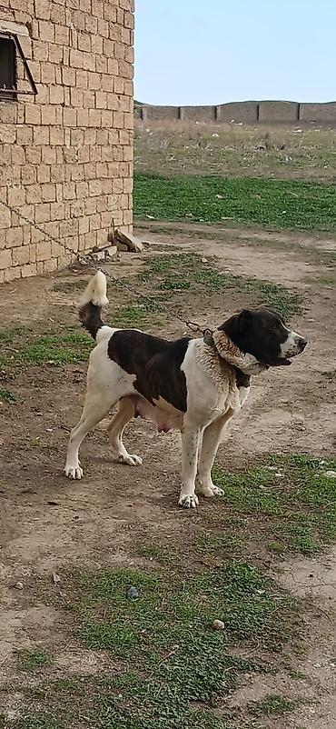 İtlər: Qurdbasar, 4 il, Dişi — 6