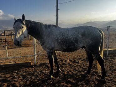 Лошади, кони: Продаю | Жеребец | Конный спорт | Племенные — 8