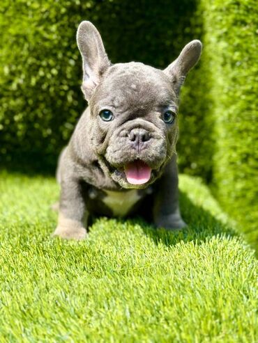 Psi: Odgajivačnica La Casa de Frida – FC Srbija Predstavlja prelepe štence na lalafo.rs — 7 Psi: Odgajivačnica La Casa de Frida – FC Srbija Predstavlja prelepe štence — 7