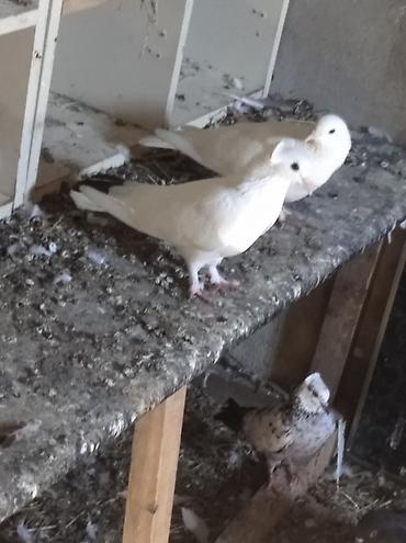 göyərçin şəkli: Salam Göyərçinlər Kom satılır,tək tək fərqli olacaq qiyməti. Yarisi — 7