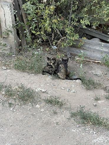 Мышыктар: Котята от черепаховой кошки Возраст точно не известен, отдаются в — 4