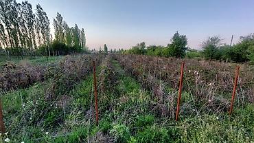 premium development: 120 соток, Для сельского хозяйства, Договор купли-продажи — 8
