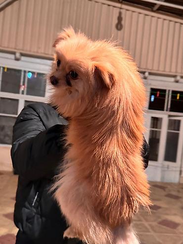 İtlər: Şpitz, 1 il, Erkek, Peyvəndli — 4