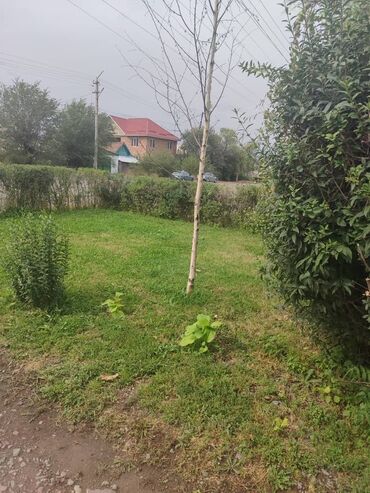 конь рабочий: Көчөттөр дарактардын: Кайыңдар