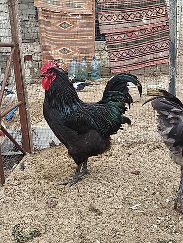 Xoruzlar: Məhsul: Safqan xoruzlar Təsvir:Təmiz qan Alman astralop cins — 21