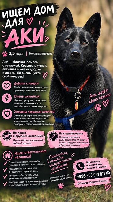 щенки немецкой овчарки даром: Собака даром: Овчарка, 2 года, Самка, С прививкой — 2
