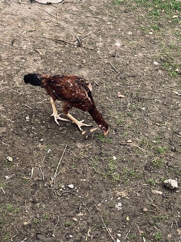 Toyuqlar: Toyuq, Damazlıq — 4