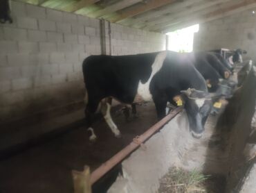 коровы молочный: Продаю | Бык (самец) | Алатауская | На откорм, На забой