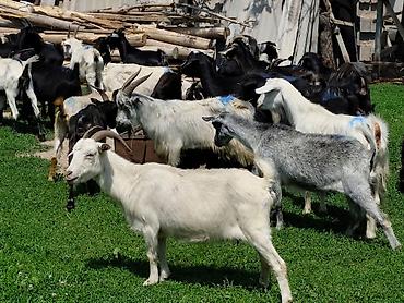Козы, козлы: Продаю | Коза (самка), Козёл (самец), Козлёнок — 6