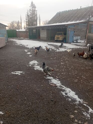 Куры, петухи: Продаю | Куры | Для разведения — 11