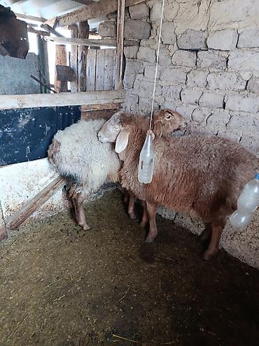 Баран, овца: Продаю | Овца (самка) | Для разведения | Матка — 9