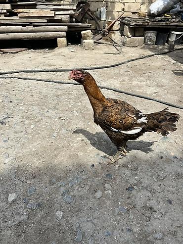 ev piwikleri: Toyuq cücələri, Damazlıq — 4