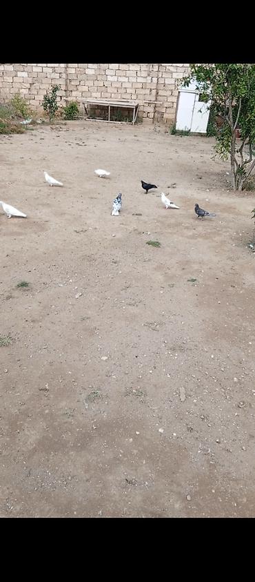 sultan quşu qiymeti: Zire turkan tutulmalari 10+12 dene qusdur hopdum 5 manatdan tek tek — 1