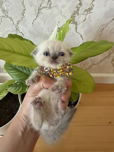 Pişiklər: Şotland yastı qulaq — 3