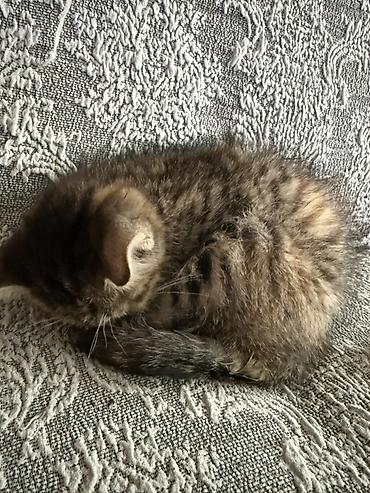 Отдам даром кошку: 2 месяца, Девочка, Метис — 15