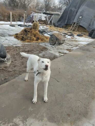 алабай стоимость: Алабай, 9 месяцев, Самка, С прививкой