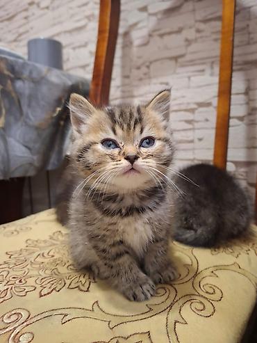 Pişiklər: Britan — 6