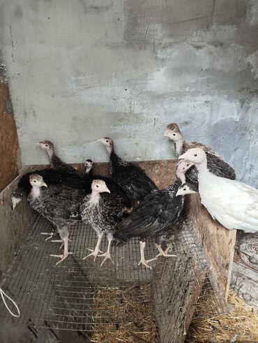 продам суточных цыплят: Продаю индюшата больше месячные 500 сом недельные 250 сом