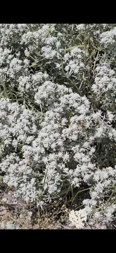 Bal: Məhsul: Kəlbəcər dağlarından toplanmış arı məhsulları Təsvir: - — 3