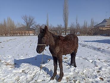 Лошади, кони: Продаю | Кобыла (самка) — 7