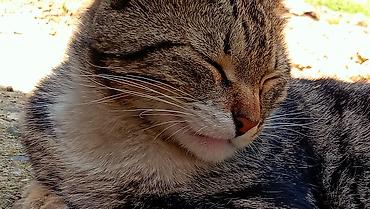 трехцветный кот мальчик: Кошка даром: Беспородная, Мальчик — 4