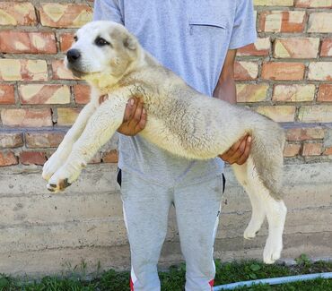 продам охотничью собаку: Продаётся щенок Алабай крупный кобель ( обмен интересует)