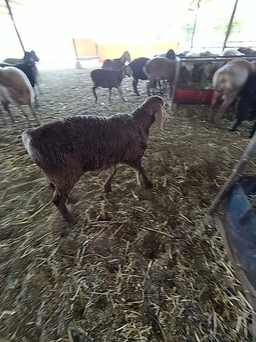 Баран, овца: Продаю | Баран (самец) | Долан, Арашан | Для разведения — 4
