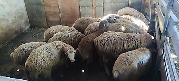 balalı qoyunlar: Qurbanlıq quzular qiymətdə razılaşmaq yolu ilə. Qoyun sürüsü – ət və — 1
