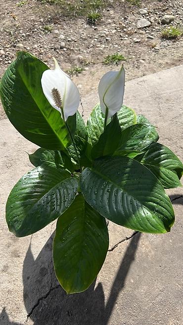 Бөлмө өсүмдүктөрү: Спатифиллум (Spathiphyllum), комнатное растение - Вид: спатифиллум, с — 2