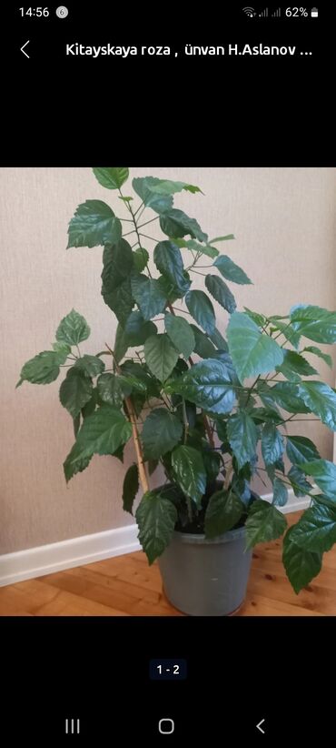 yasəmən gülü şəkilləri: Böyük bir yaşıl yarpaqlı hibiskus bitkisi, sadə boz rəngli qabda