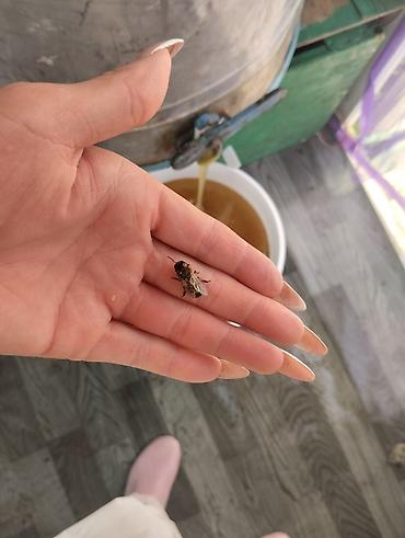маленький мишка: Продаю мёд оптом экспорцет 🍯🍯🍯👍 — 2