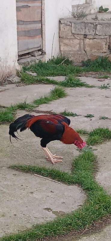 Toyuqlar: Toyuq, Damazlıq, Ödənişli çatdırılma — 13