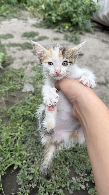 Отдам даром кошку: Котята: мальчик и девочка К латку приучены, игривые кушают очень — 29