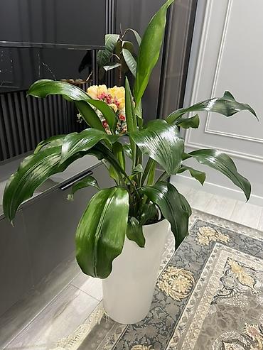 Фикусы: Фикус Бенджамина в напольных кашпо - Два взрослых деревца в отдельных — 19