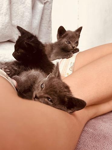Животные: Котята в добрые руки — Бишкек - Описание: Ласковые малыши, найденные — 2