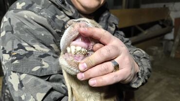 Бараны, овцы: Продаю | Баран (самец) | Арашан | Для разведения | Племенные — 5