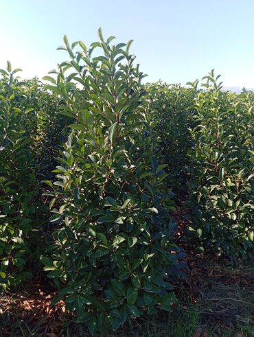 Ağaclar: Her növ ağaclar ve dekarativ ağaclar çox ucuz ve qarantili gubresiz — 13