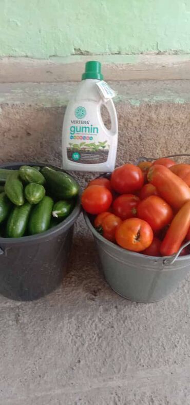 цены на помидоры в бишкеке: Удобрение Гумин