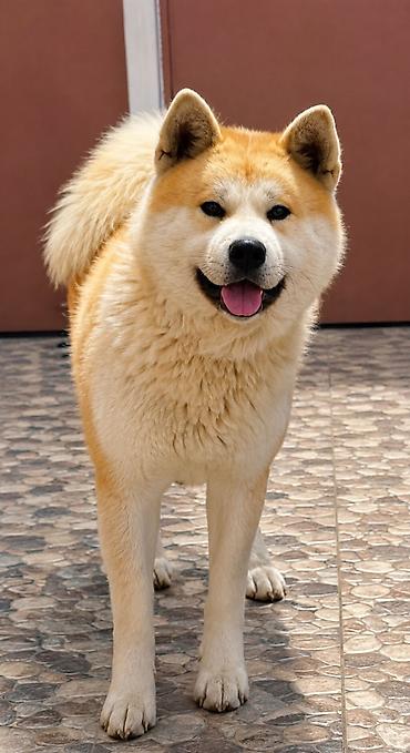 İtlər: Akita-inu, 2 il, Erkək — 1