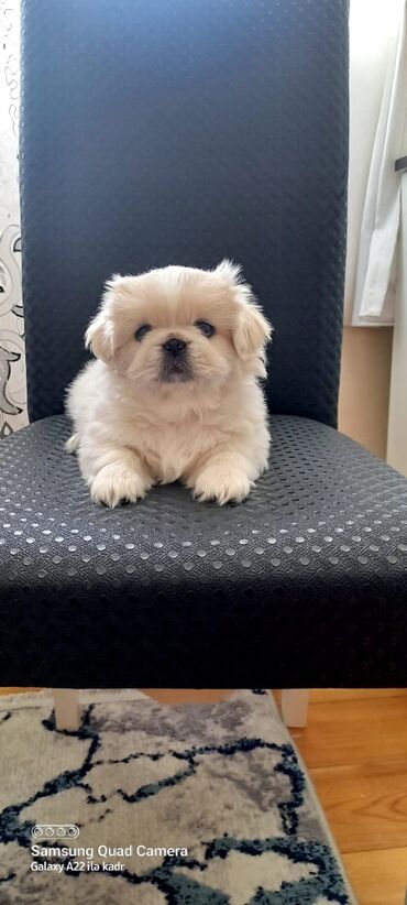 İtlər: Pekines, 2 ay, Erkek, Peyvəndli, Ünvandan götürmə