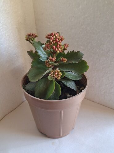 Otaq bitkiləri: Kalanxoe gülü. Satış — 6