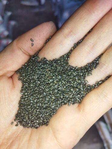 Кормовые растения: Семена кормовых растений: Люцерна — 8