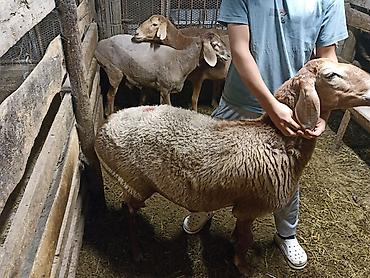 овцы: Продаю | Овца (самка) | Для разведения | Матка — 3