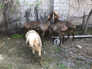овцы дорпер в кыргызстане: Продаю | Баран (самец) | Арашан | На забой, Для разведения | Осеменитель