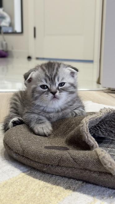 Продажа кошек: Три кошки и один кот Породистые котята серебристого окраса — 37