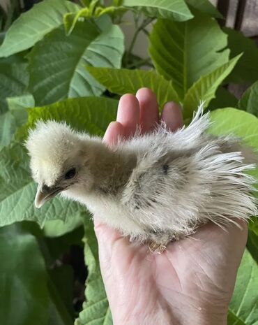 сколько стоит цыпленок индюка: Продам подрощенных цыплят Китайский шелк 
Возраст от недели и старше