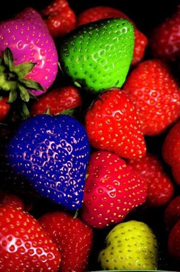 Semena i sadnice: Sadnice raznobojnih jagoda 
Cena: 150din/kom — 5