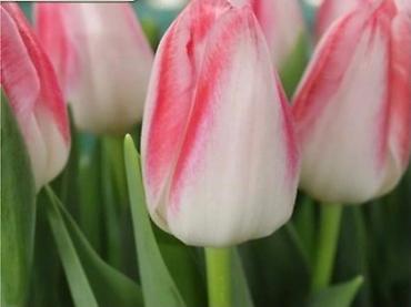 Букеты из живых цветов: Цветы Голландские Тюльпаны Оптом! Тюльпаны вместе с луковицами — 26