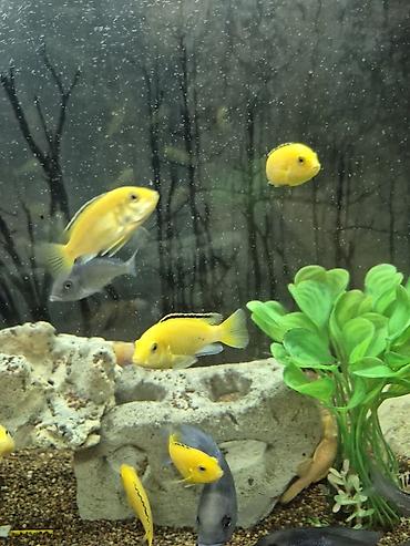 Рыбы: Продаю подростков Лабидохромис Еллоу (3-4 см) Labidochromis Yellow - — 6