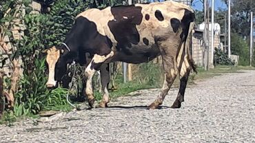at şampunu qiymeti: Самка, Simental, лет: 3, 550 кг, Для разведения, Для молока